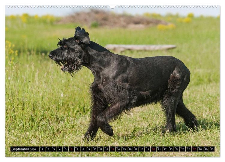 Produktbild: Treuer Freund Riesenschnauzer (Wandkalender 2026 DIN A2 quer), CALVENDO Monatskalender