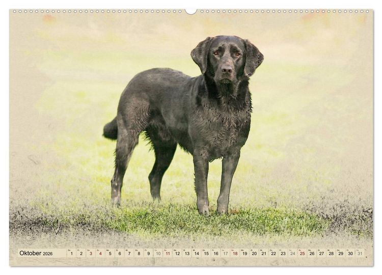 Produktbild: Labrador Retriever 2026 (Wandkalender 2026 DIN A2 quer), CALVENDO Monatskalender