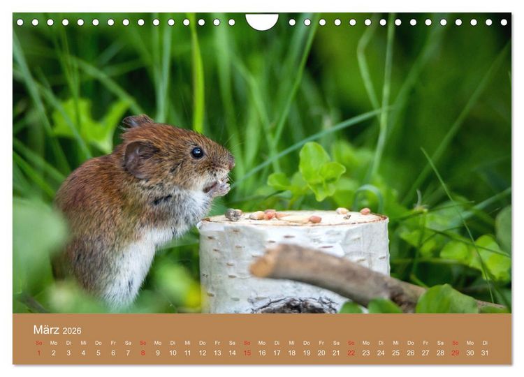 Produktbild: M&auml;usetanz (Wandkalender 2026 DIN A4 quer), CALVENDO Monatskalender