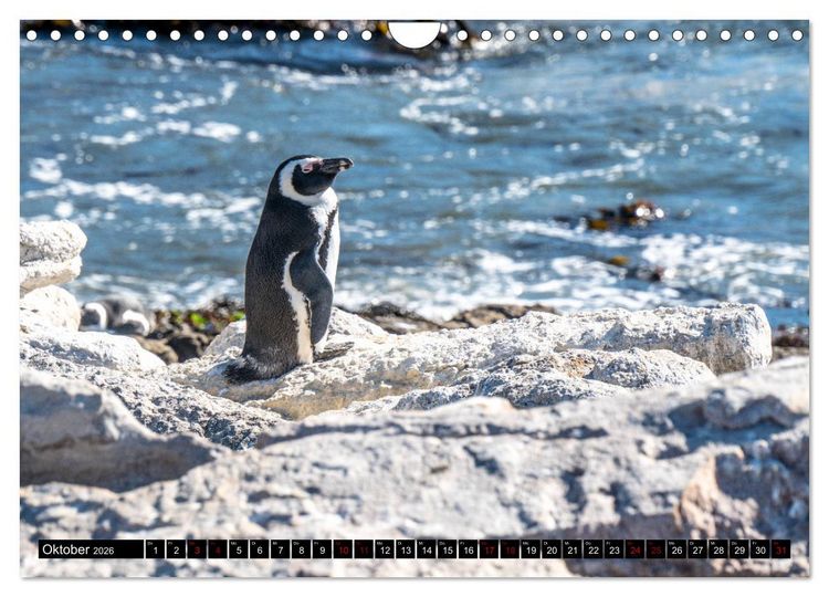 Produktbild: S&uuml;dafrika - Urlaubsimpressionen (Wandkalender 2026 DIN A4 quer), CALVENDO Monatskalender