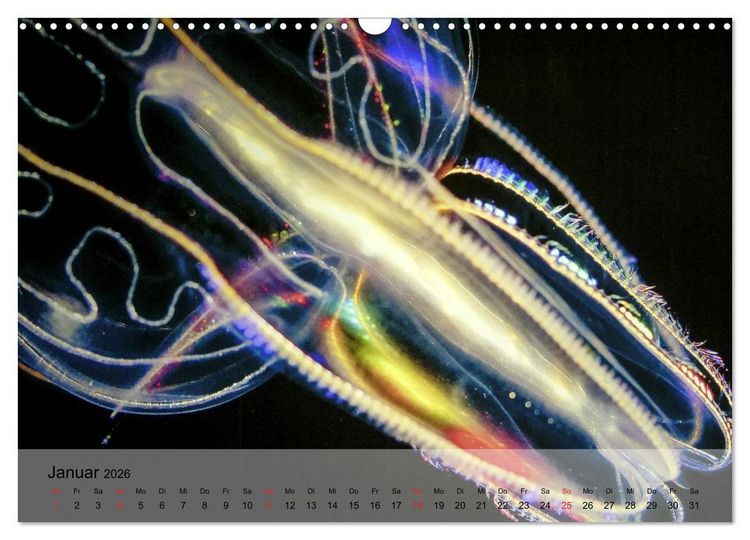 Produktbild: Quallen. Die Welt der Medusen (Wandkalender 2026 DIN A3 quer), CALVENDO Monatskalender