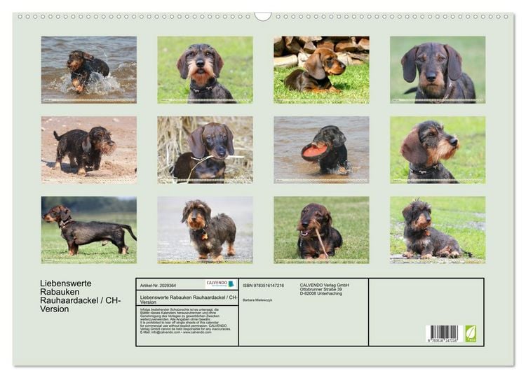 Produktbild: Liebenswerte Rabauken Rauhaardackel / CH-Version (Wandkalender 2026 DIN A2 quer), CALVENDO Monatskalender