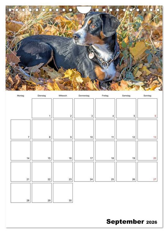 Produktbild: Entlebucher Sennenhunde begleiten Sie durch das Jahr (Wandkalender 2026 DIN A4 hoch), CALVENDO Monatskalender