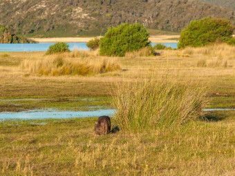 Produktbild: CALVENDO Puzzle Wombat im Narawntapu NP | 1000 Teile Lege-Gr&ouml;&szlig;e 64x48cm Foto-Puzzle f&uuml;r gl&uuml;ckliche Stunden