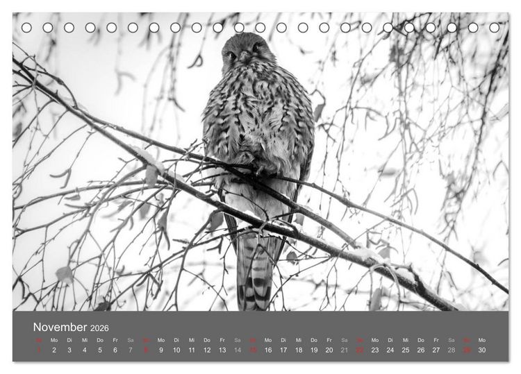 Produktbild: Tierische Augenblicke in Schwarz-Wei&szlig; (Tischkalender 2026 DIN A5 quer), CALVENDO Monatskalender