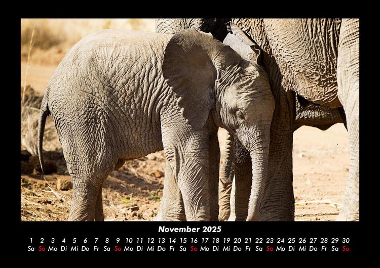 Produktbild: Der Elefantenkalender 2025 Fotokalender DIN A3