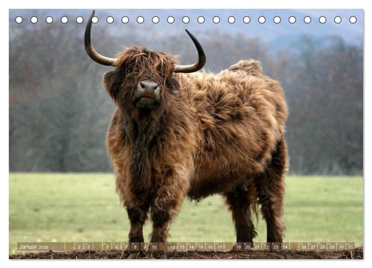 Produktbild: Schottische Hochlandrinder - Highland Cattle im Portrait (Tischkalender 2026 DIN A5 quer), CALVENDO Monatskalender