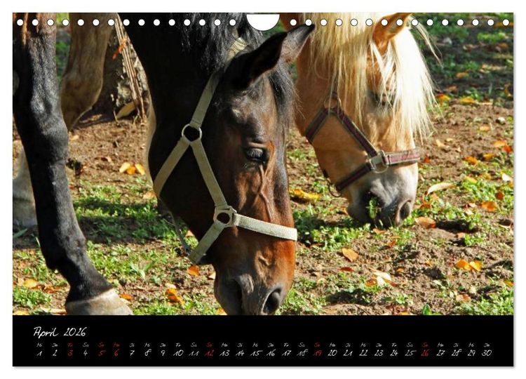 Produktbild: Pferdegefl&uuml;ster (Wandkalender 2026 DIN A4 quer), CALVENDO Monatskalender
