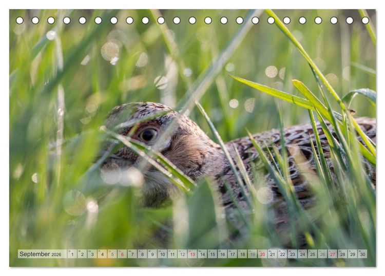 Produktbild: Emotionale Momente: Der Jagdfasan. (Tischkalender 2026 DIN A5 quer), CALVENDO Monatskalender