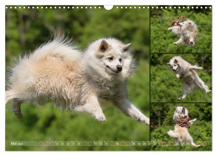 Produktbild: Mein fliegender Isl&auml;nder (Wandkalender 2026 DIN A3 quer), CALVENDO Monatskalender
