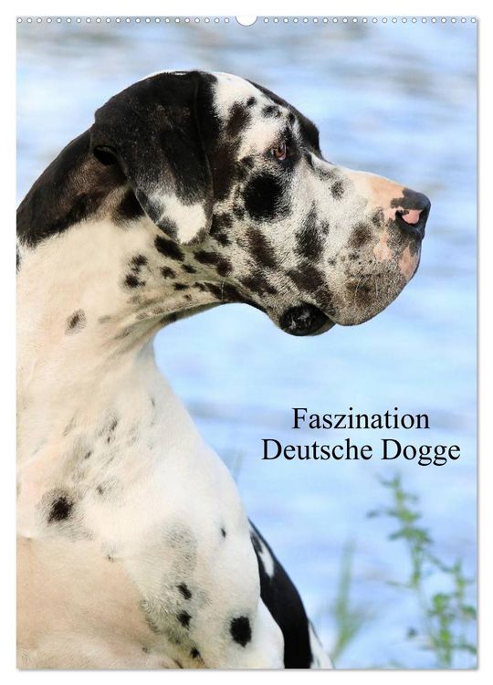 Produktbild: Faszination Deutsche Dogge (Wandkalender 2026 DIN A2 hoch), CALVENDO Monatskalender