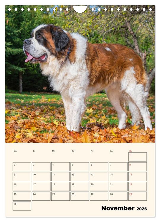 Produktbild: Bernhardiner - Mit dem St. Bernhardshund durch das Jahr (Wandkalender 2026 DIN A4 hoch), CALVENDO Monatskalender
