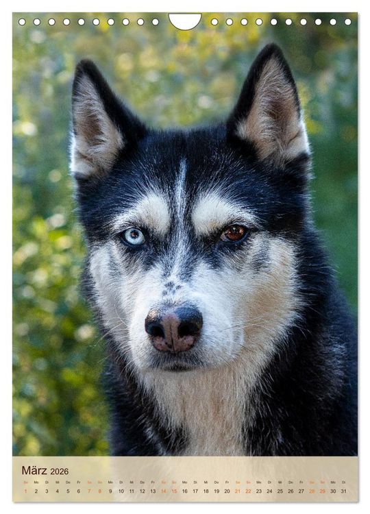 Produktbild: Im Husky-Rudel (Wandkalender 2026 DIN A4 hoch), CALVENDO Monatskalender