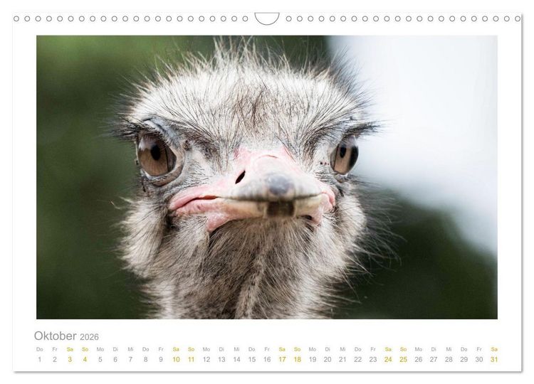 Produktbild: Ein L&auml;cheln f&uuml;r die Tierwelt (Wandkalender 2026 DIN A3 quer), CALVENDO Monatskalender