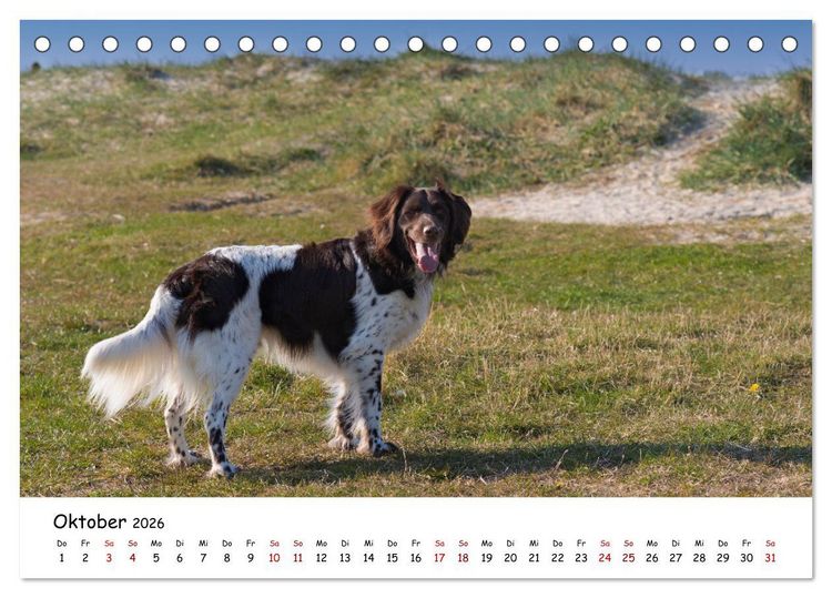 Produktbild: Strandurlaub mit Hund (Tischkalender 2026 DIN A5 quer), CALVENDO Monatskalender