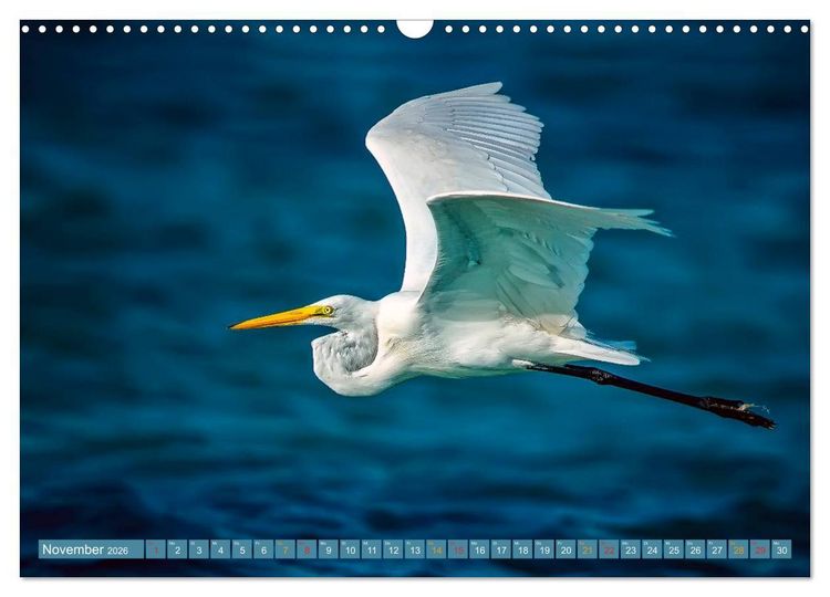 Produktbild: Reiher - auf langen Beinen (Wandkalender 2026 DIN A3 quer), CALVENDO Monatskalender