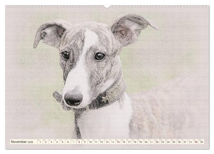 Produktbild: Whippet 2026 (Wandkalender 2026 DIN A2 quer), CALVENDO Monatskalender