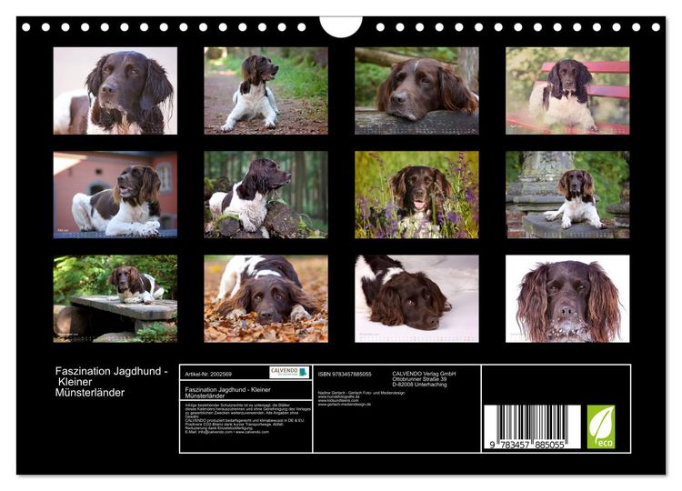 Produktbild: Faszination Jagdhund - Kleiner M&uuml;nsterl&auml;nder (Wandkalender 2026 DIN A4 quer), CALVENDO Monatskalender