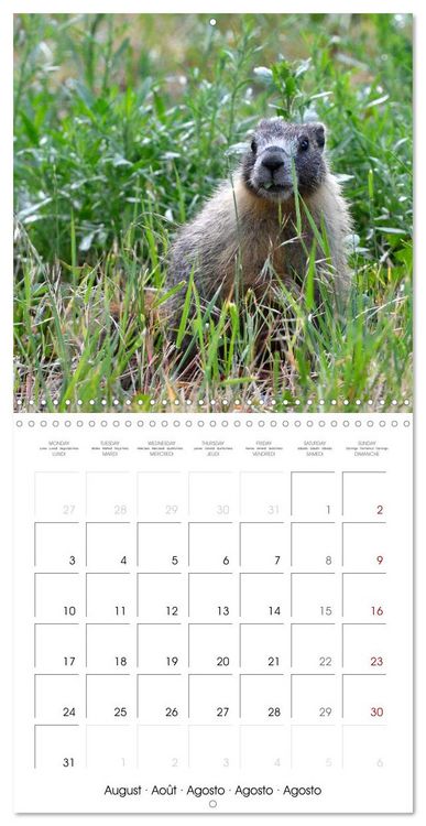 Produktbild: Marmots - Cute and Curious (Wall Calendar 2026 12 &times; 12 Inch) CALVENDO 12 Month Wall Calendar