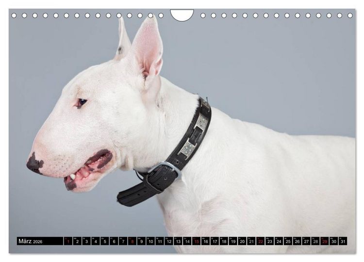 Produktbild: Pit Bull und Co. - Geliebt, gef&uuml;rchtet, missverstanden (Wandkalender 2026 DIN A4 quer), CALVENDO Monatskalender
