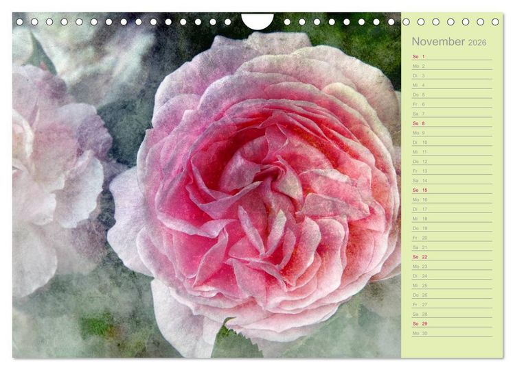 Produktbild: Romantische Rosen (Wandkalender 2026 DIN A4 quer), CALVENDO Monatskalender