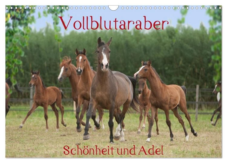 Produktbild: Vollblutaraber - Sch&ouml;nheit und Adel (Wandkalender 2026 DIN A3 quer), CALVENDO Monatskalender