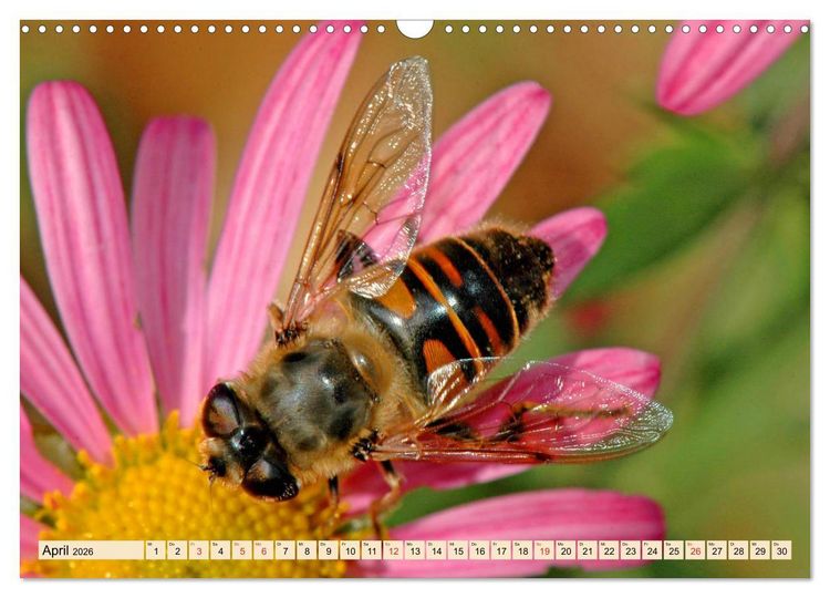 Produktbild: Farbenpracht der Insekten (Wandkalender 2026 DIN A3 quer), CALVENDO Monatskalender