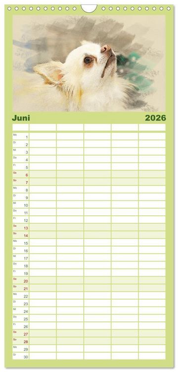 Produktbild: Familienplaner 2026 - Chihuahuas 2026 mit 5 Spalten (Wandkalender, 21 x 45 cm) CALVENDO