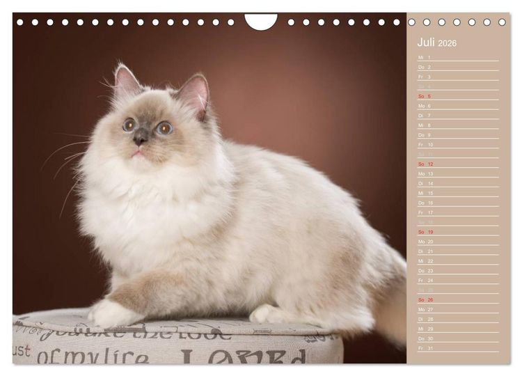 Produktbild: Zauberhafte Ragdolls / Geburtstagskalender (Wandkalender 2026 DIN A4 quer), CALVENDO Monatskalender
