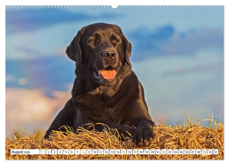 Produktbild: Freund auf 4 Pfoten - Labrador Retriever (hochwertiger Premium Wandkalender 2026 DIN A2 quer), Kunstdruck in Hochglanz