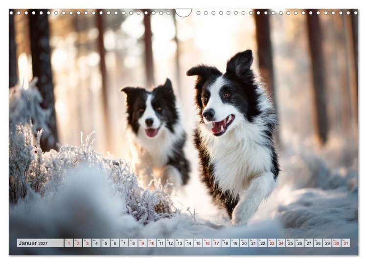 Produktbild: Border Collie - Magische Augenblicke (Wandkalender 2027 DIN A3 quer), CALVENDO Monatskalender