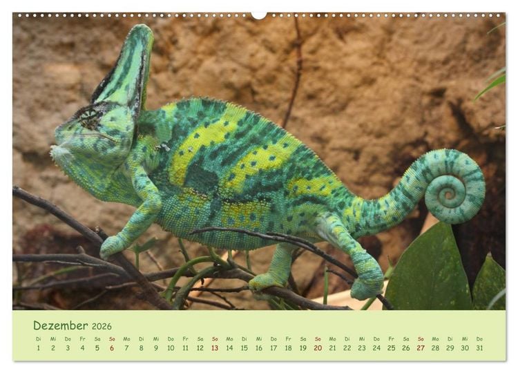 Produktbild: Augenblicke der Cham&auml;leons (hochwertiger Premium Wandkalender 2026 DIN A2 quer), Kunstdruck in Hochglanz