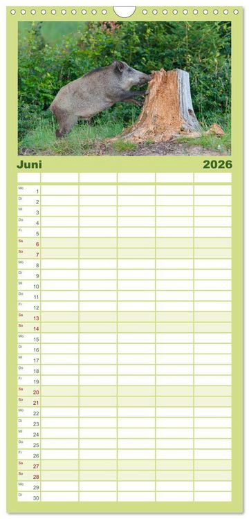 Produktbild: Familienplaner 2026 - Wildschweine &ndash; Wildlife Fotografien mit 5 Spalten (Wandkalender, 21 x 45 cm) CALVENDO