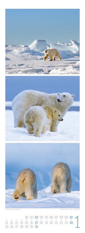 Produktbild: Tierwelten Triplet-Kalender 2027 | Artenvielfalt & Lebensr&auml;ume