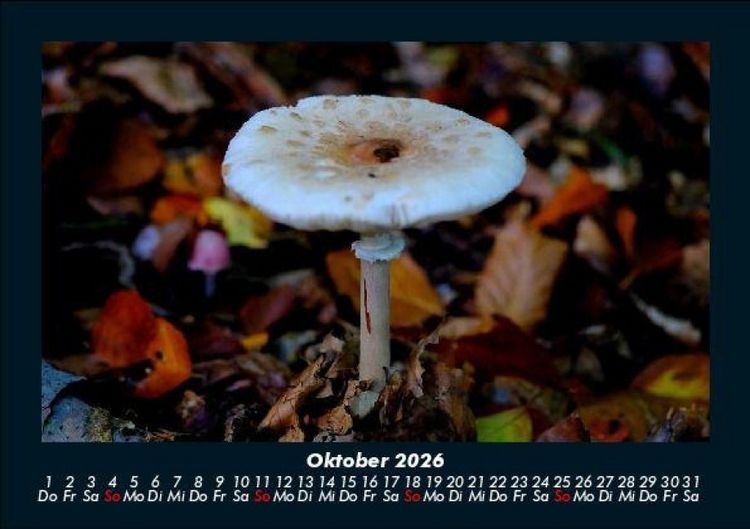 Produktbild: Pilzkalender 2026 Fotokalender DIN A5
