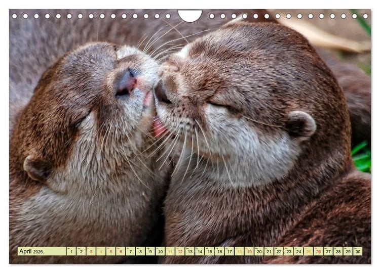 Produktbild: Fischotter - putzige Kerlchen und elegante Schwimmer (Wandkalender 2026 DIN A4 quer), CALVENDO Monatskalender