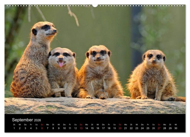 Produktbild: Erdm&auml;nnchen - Tierkinder (Wandkalender 2026 DIN A2 quer), CALVENDO Monatskalender