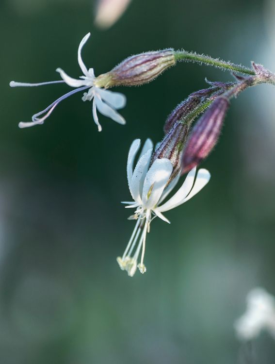 Produktbild: Floramour: Wild Flowers