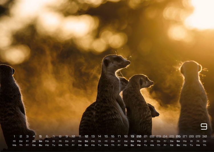 Produktbild: Erdm&auml;nnchen &ndash; Kleine W&auml;chter, gro&szlig;e Abenteuer! - 2027 - Kalender DIN A3