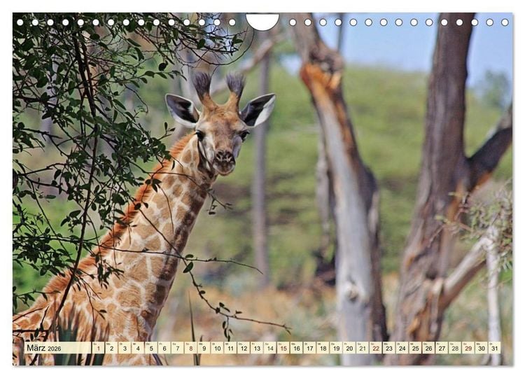 Produktbild: Afrika. Botswanas wundervolle Tierwelt (Wandkalender 2026 DIN A4 quer), CALVENDO Monatskalender