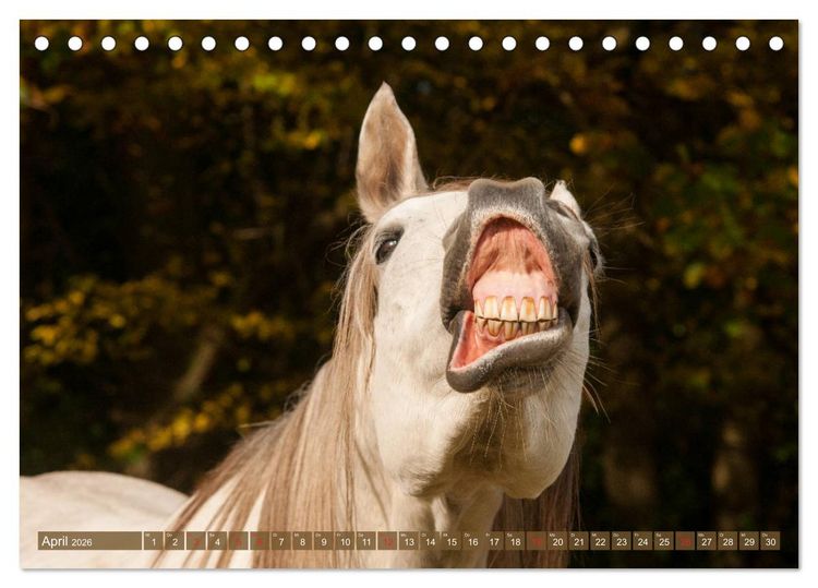 Produktbild: Das Lachen der Pferde - Lustige Gesichter (Tischkalender 2026 DIN A5 quer), CALVENDO Monatskalender