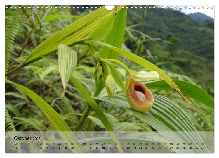 Produktbild: Orchideenland Ecuador (Wandkalender 2026 DIN A3 quer), CALVENDO Monatskalender