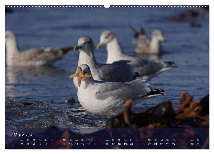 Produktbild: Wilde Vogelwelt Helgoland (hochwertiger Premium Wandkalender 2026 DIN A2 quer), Kunstdruck in Hochglanz