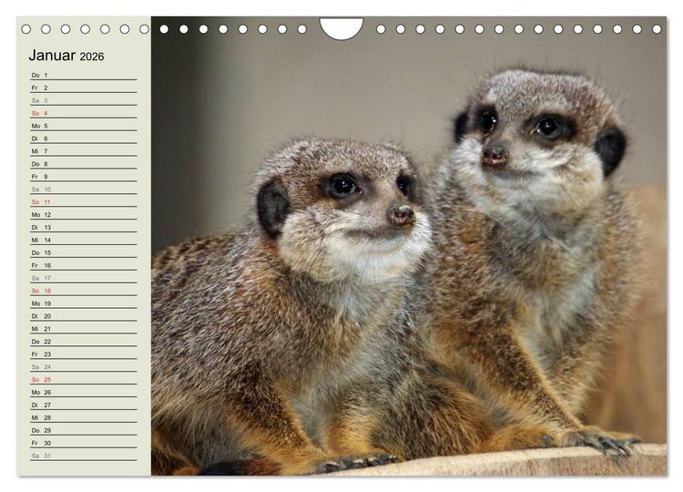 Produktbild: Erdm&auml;nnchen (Wandkalender 2026 DIN A4 quer), CALVENDO Monatskalender