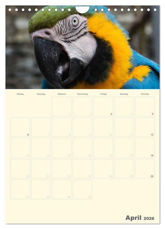 Produktbild: Kunterbunter Papageien-Planer (Wandkalender 2026 DIN A4 hoch), CALVENDO Monatskalender
