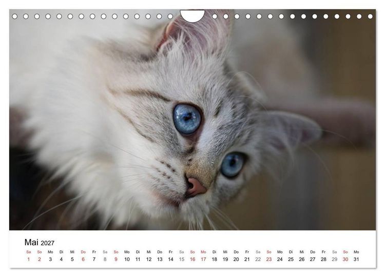 Produktbild: Rassekatzen 2027 (Wandkalender 2027 DIN A4 quer), CALVENDO Monatskalender
