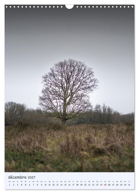Produktbild: Arbres solitaires (Calendrier mural 2027 DIN A3 horizontal), CALVENDO calendrier mensuel