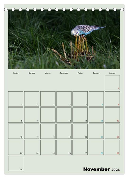 Produktbild: Wellensittiche Terminplaner (Tischkalender 2026 DIN A5 hoch), CALVENDO Monatskalender