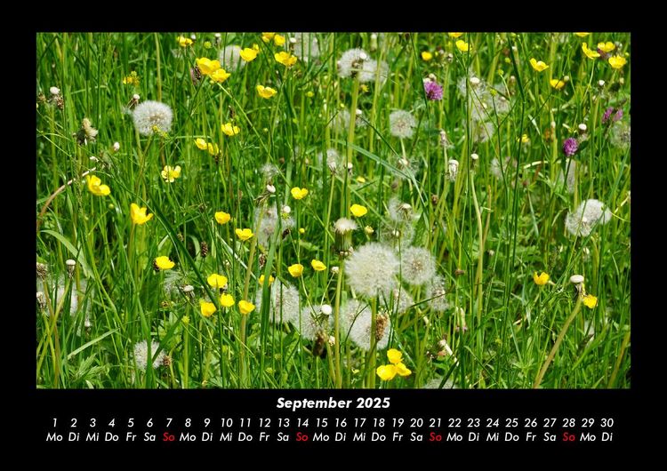 Produktbild: Pflanzen und Bl&uuml;ten 2025 Fotokalender DIN A3
