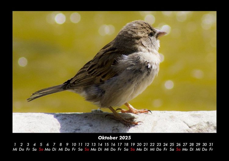 Produktbild: Vogelparadies 2025 Fotokalender DIN A3